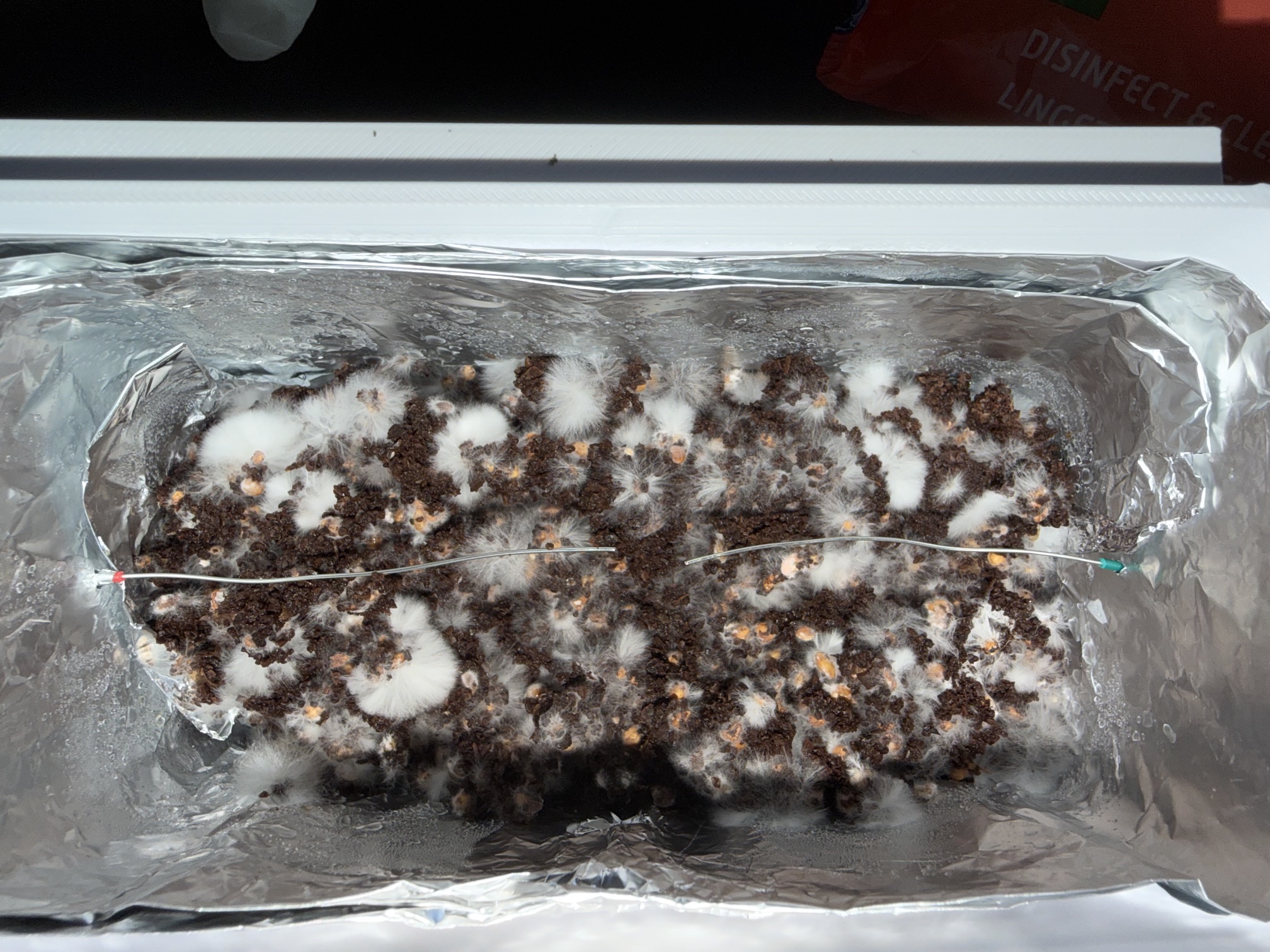 Fungi growing with electrodes