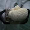 MOGU's Mushroom Lab (@mogu_mycology)